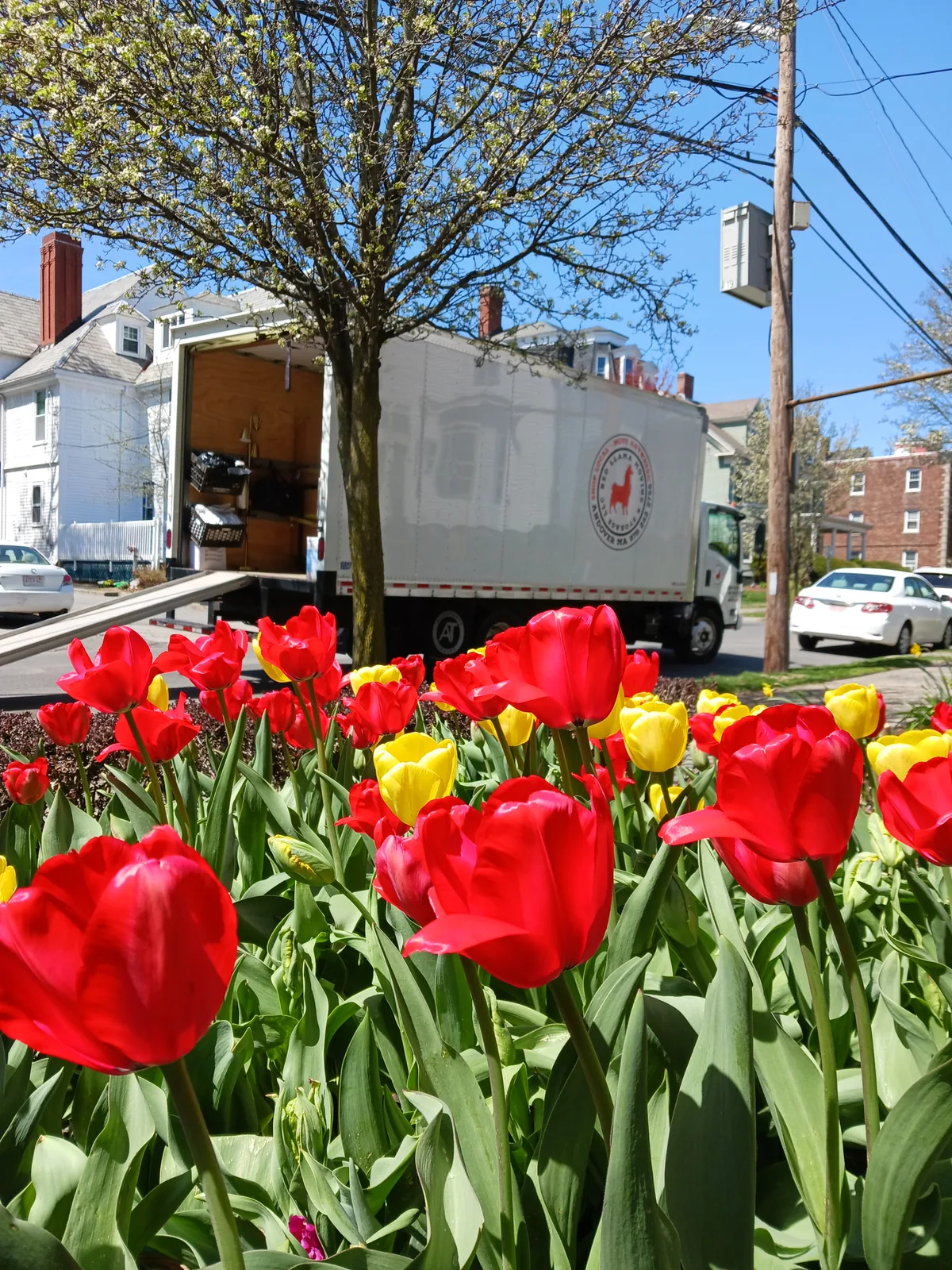 Red Llama moving truck with an open ramp behind red and yellow tulips.